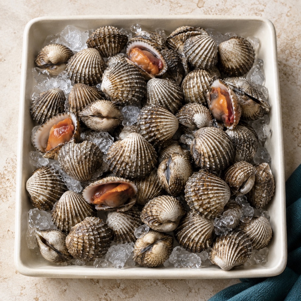 Ilustrasi Kerang Dara Standar segar